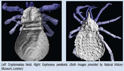 Spider fossils! See them in 3D CT!